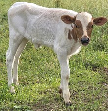 25 Clout Heifer