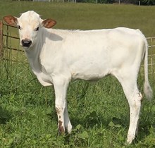 25 Kitty Heifer