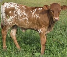 25 Smile Heifer