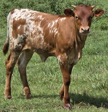 25 Smile Heifer