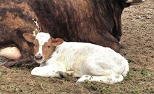25 Clout Heifer