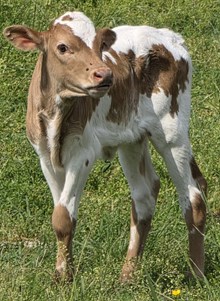 25 Harmony Heifer