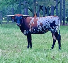Tolar's Cover Girl
