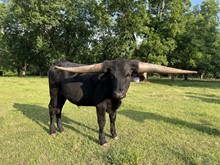 TR Dark And Handsome