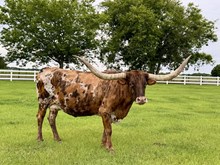 Riverforks Cowboys Dream